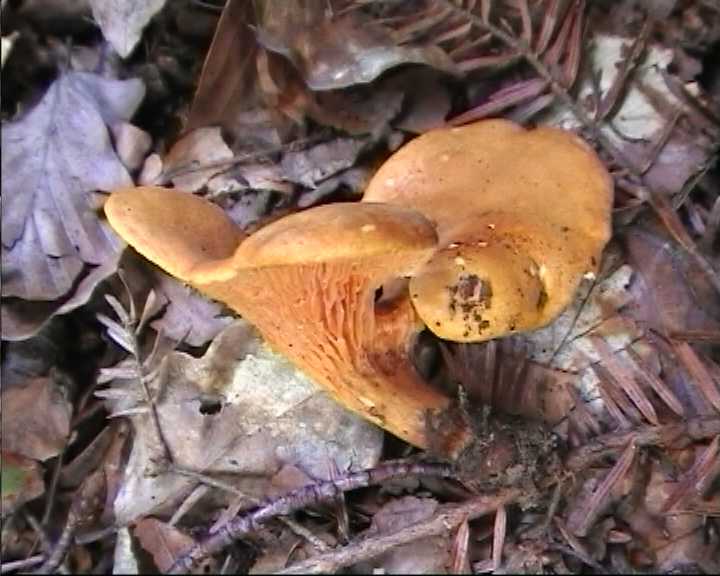 Winkel ( FRA ) 28.08.2004   2 Serie